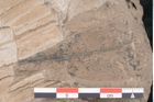 Foto (Detailansicht) von Sapotacites sideroxyloides Ettingshausen (NHMW-GEO-2024-0188-8058c)